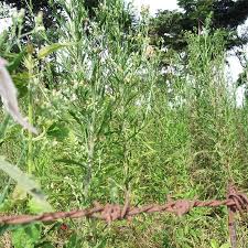 Image result for Eschenbachia stricta