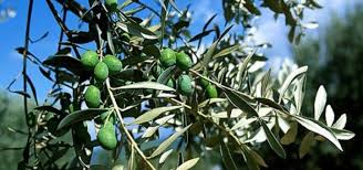 30 Mille Tonnes D Olives Cueillies Depuis Le Demarrage De La Saison De La Cueillette Flehetna