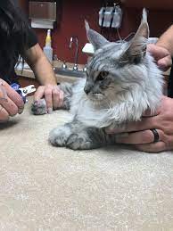 Check spelling or type a new query. Madison Pet Clinic Home Facebook