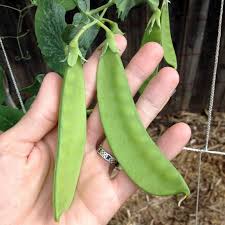 We did not find results for: How To Plant Grow Snow Peas Brown Thumb Mama