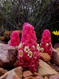 Image result for Harveya