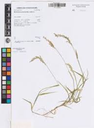 Image result for Moorochloa eruciformis