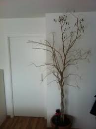 Image result for puklice na pokojových rostlinách obrázek