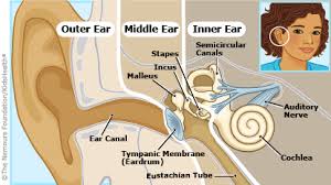 Resultado de imagen de how does the ear work for kids