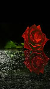 Check spelling or type a new query. 35 Cute Red Rose Images Favorite Picture Red Roses Wallpaper Dark Red Roses Rose Wallpaper