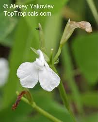 Image result for Maranta arundinacea