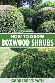 So make sure to choose a planting. How To Grow And Care For Boxwood Shrubs Gardener S Path