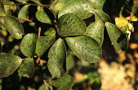 Image result for sooty mould