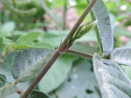 Image result for Desmodium incanum