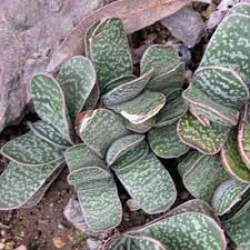 See more ideas about cactus, plants, cacti and succulents. Gasteria Sp Cacti And Succulents Planting Succulents Succulents