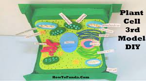 Searching for the most interesting concepts in the web? Plant Cell Model Project Using Cardboard For Science Exhibition 3d Diy At Home Howtofunda Youtube