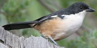 Cape Town Birdwatching Bird Watching Bird Feeders Noordhoek