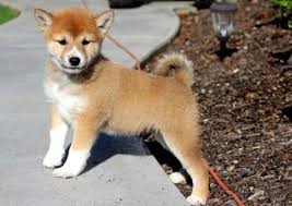 Our team of experts is here to help you choose a puppy that suits your. Sweet Japanese Shiba Inu Puppies