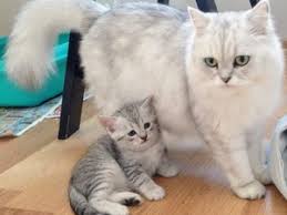 Kedi Bursa