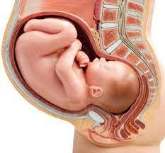 أسباب عدم نزول الجنين في الحوض في الشهر التاسع وأضرار تأخر موعد الولادة عن  الموعد الطبيعي - إيجي برس
