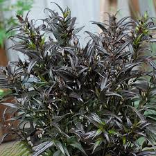 Image result for Strobilanthes anisophylla