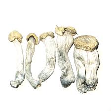 5 Grams Dried Mushrooms - Yeti Blue Meanies (Super Potent+) - Get Well  Shroom
