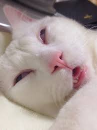Gara Gara Pose Tidurnya Kucing Ini Hebohkan Jepang Humor Hewan Lucu Humor Kucing Humor Hewan