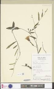 Image result for Ipomoea blepharophylla