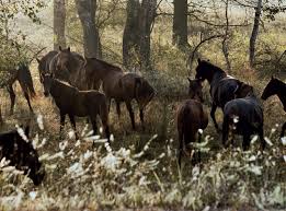 Check spelling or type a new query. Caii Semi SÄƒlbatici Din Delta DunÄƒrii Revista National Geographic Romania