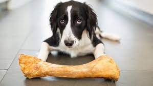 Is It Okay To Give My Dog A Bone Which Bones Are Safe For Dogs Dogtime
