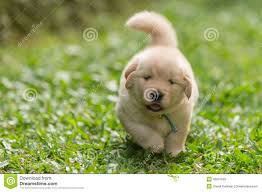 Oak groves duke (ss16892108), dam: Cute Goldendoodle Puppies Black Novocom Top