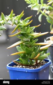 Image result for Crassula capitella