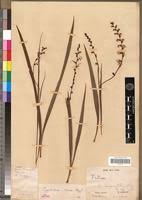 Image result for Zygotritonia