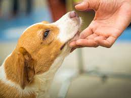 One way to train leave it (but you can find lots of tutorials online if this method isn't working for you or your dog) is to: Signs Your Dog Likes You And Loves You According To Veterinarians