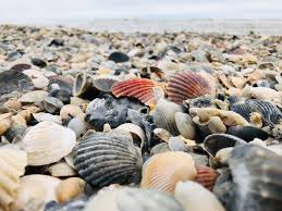 The total straight line flight distance from port aransas, tx to dallas, tx is 341miles. San Jose Island Discover St Jo S