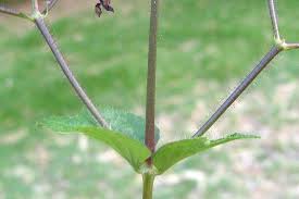 Image result for Brillantaisia pubescens