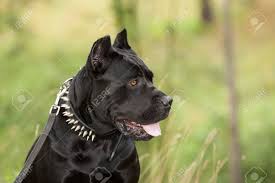 Each the cane corso and dogo argentino shed reasonably. Schwarzer Hund Auf Dem Hintergrund Eines Grunen Baumen Und Gras Rasse Cane Corso Lizenzfreie Fotos Bilder Und Stock Fotografie Image 60757079