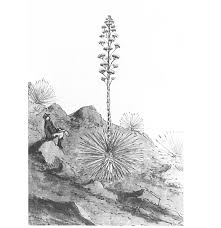 Image result for Christella chaseana