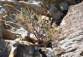 Image result for Felicia clavipilosa