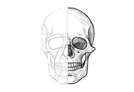 How To Draw A Skull Skulls Drawing Simple Skull Drawing Skull Drawing