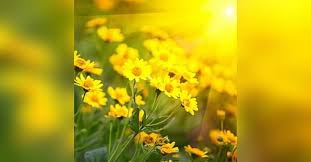 Bonnie (LaVon) Patterson Obituary