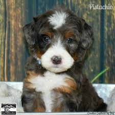 All Black Bernese Mountain Dog Merle Bernedoodle Aussie Dogs Bernedoodle Puppy Bernese Mountain Dog