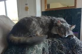 Wipe your cat's eyes twice daily to remove any tears and crusty discharge. Asthma In Cats Otis S Story Healthy Paws Pet Insurance