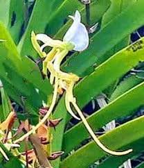 Image result for Angraecum chamaeanthus