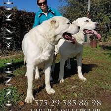 Zeki, yüksek derecede öz güvenli, dengeli ve aynı zamanda özgürlüğüne düşkün olan cesur. Kennel Alabay Xxxxl Iz Kify Home Facebook