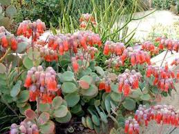 Pin On Kalanchoes