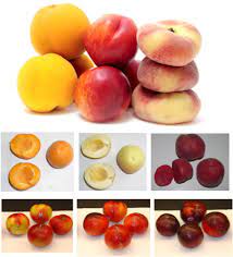What is the difference between apricot and plum? Stone Fruits Peaches Nectarines Plums Apricots Sciencedirect