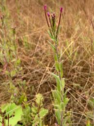 Image result for Epilobium