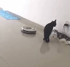 Walk Away This Doesn T Concern You Lolsnaps Funny Animals Funny Cats Funny Animal Pictures