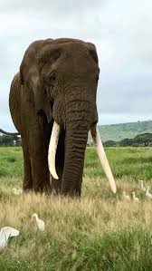 Image result for Odontosoria africana