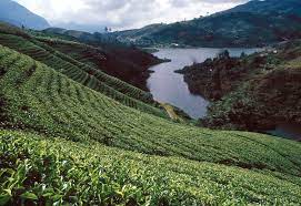 The tea produced in sri lanka was sent. A Guide To Sri Lanka S Tea Country