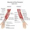 Golfer's elbow, sometimes called throwers elbow, is probably the most common name given to pain on the inside of the elbow. 1