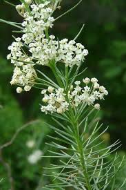Whorled Milkweed Asclepias Verticillata Prairie Nursery Native Plants Asclepias Milkweed Plant Milkweed