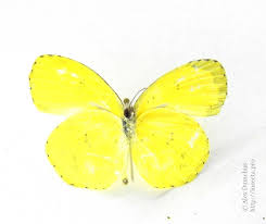 Image result for Eureiandra sp. A