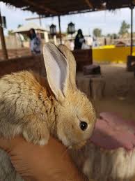 It features a petting zoo, special collections, and much more. Desert Oasis Petting Farm Dubai 2021 All You Need To Know Before You Go With Photos Tripadvisor